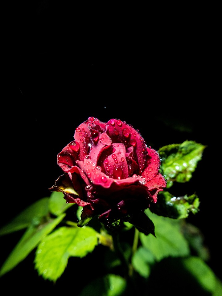 Rose _ dark