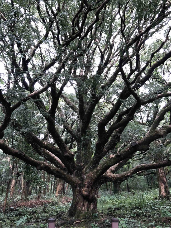 tree