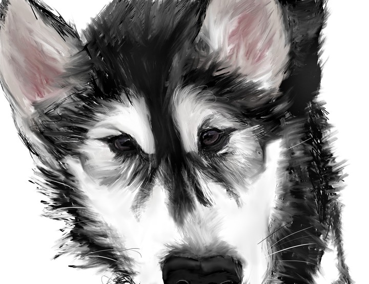 puppy