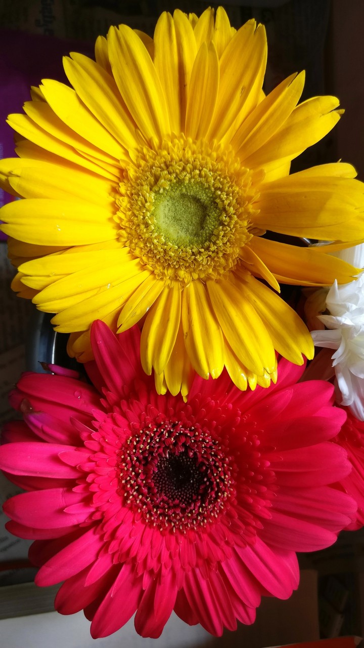 #flowers