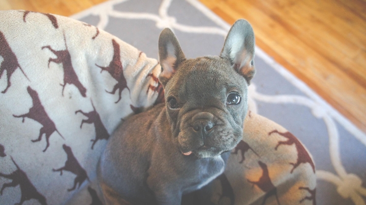 My puppy