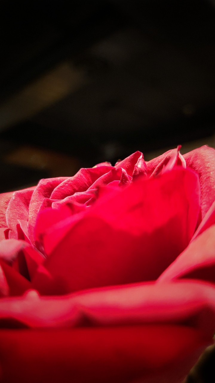 Roses are red.