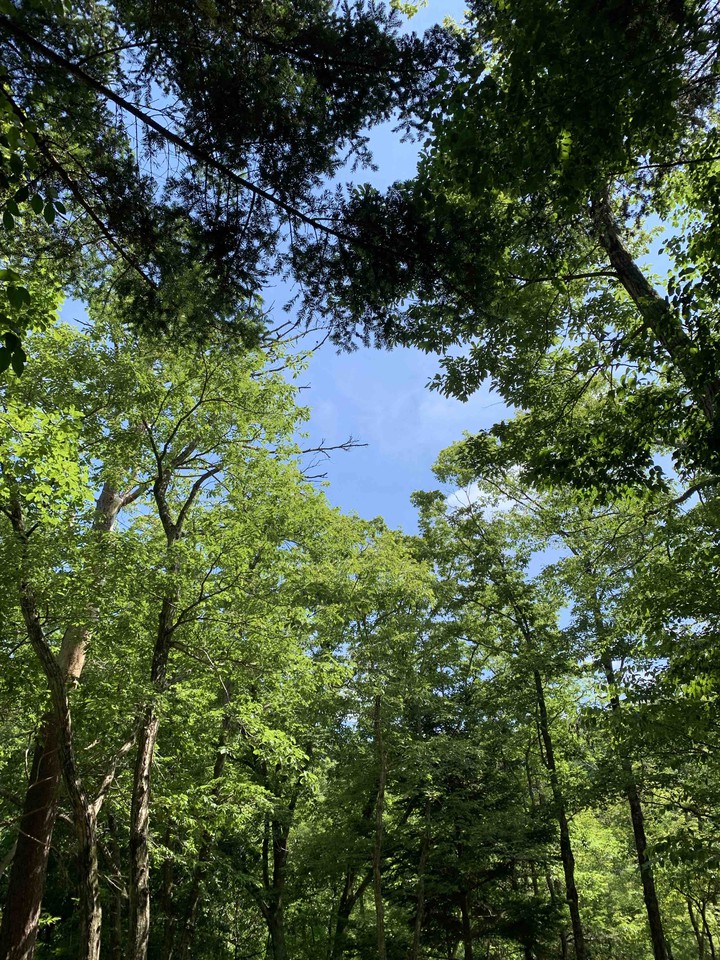 woods