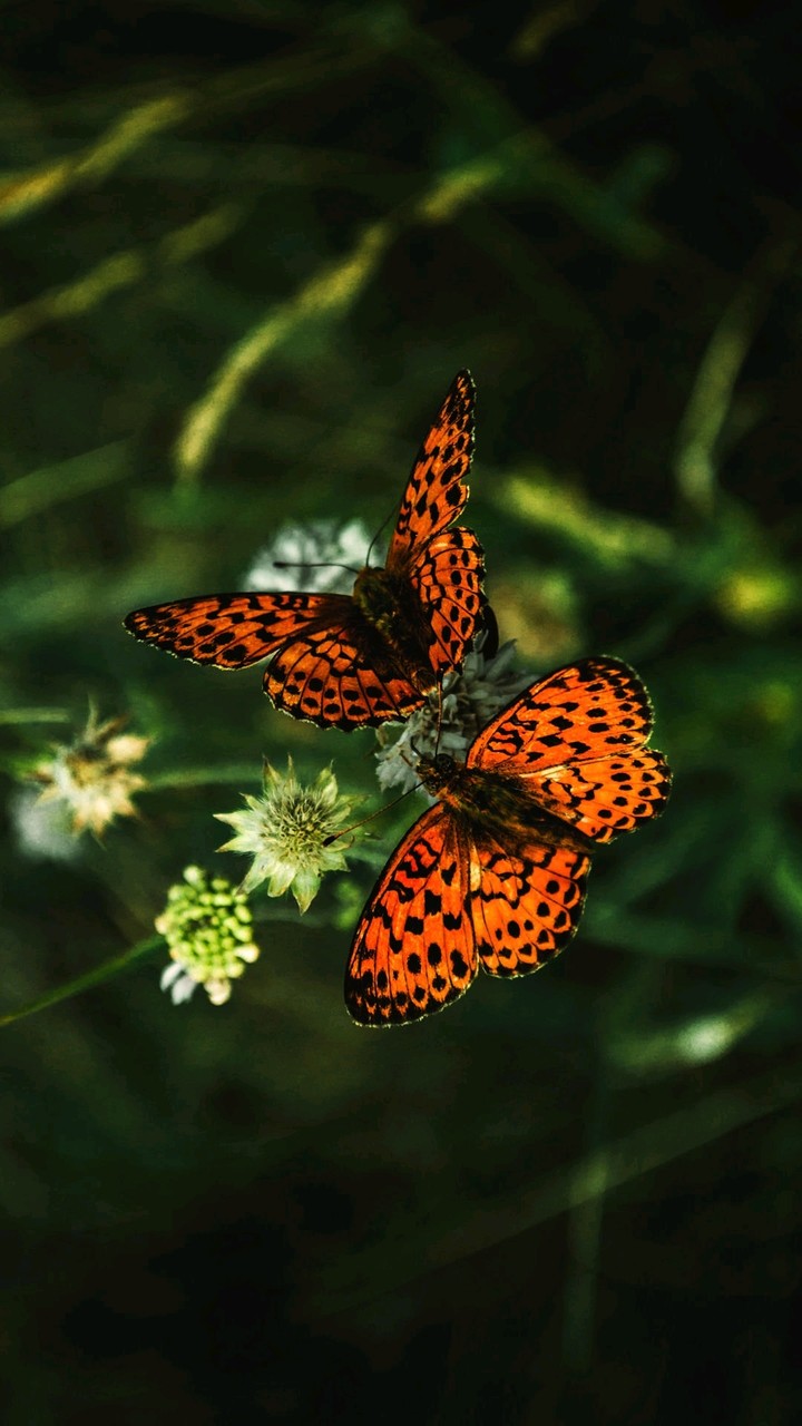 Butterflys