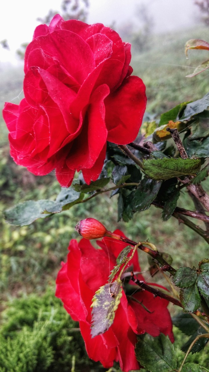 blood red