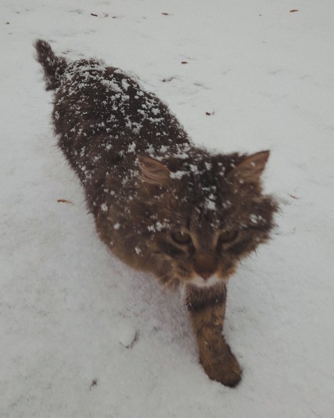 cat