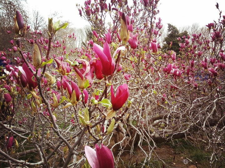 flower in iran