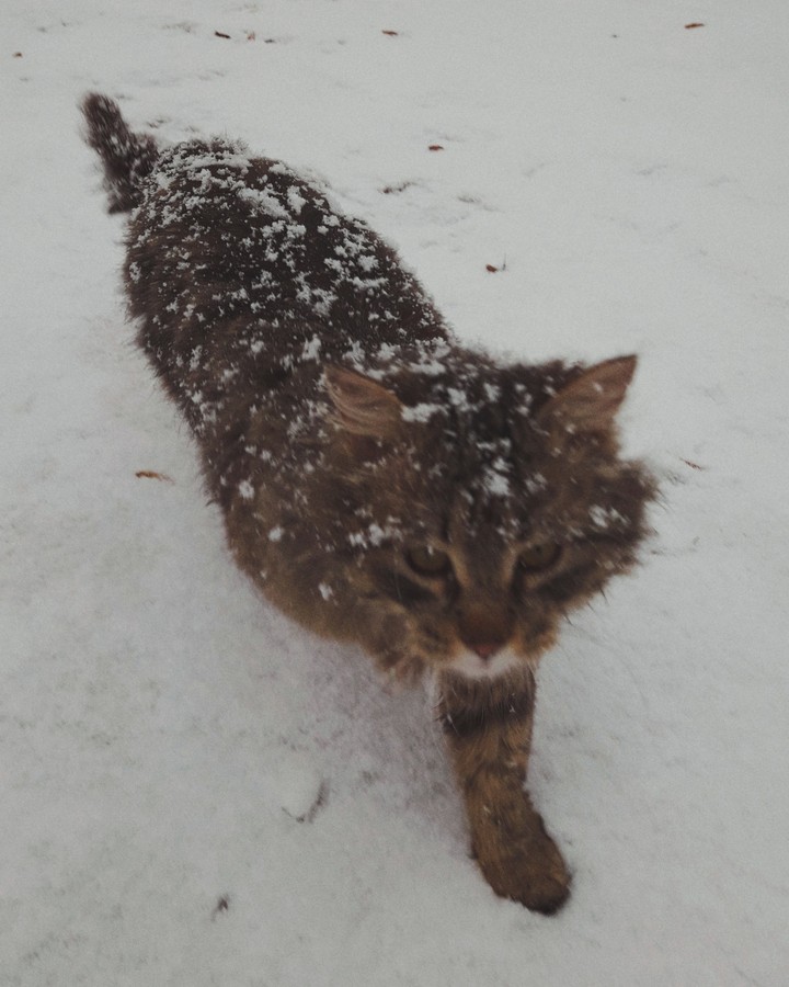 cat