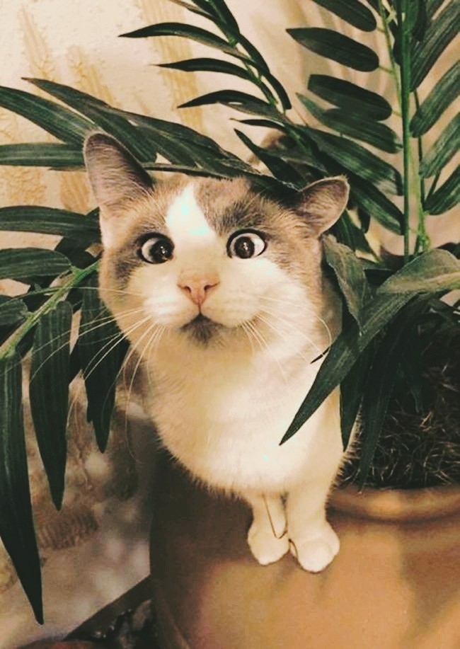 cat