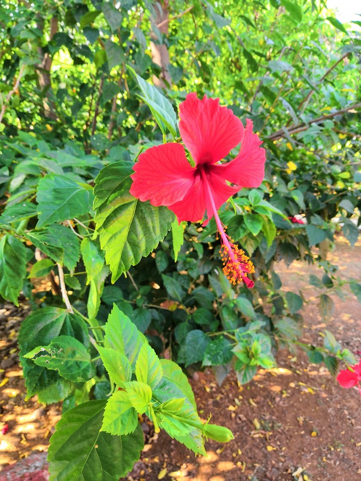 hibiscus