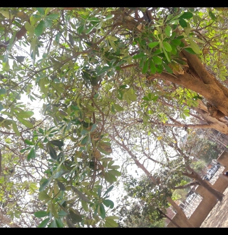 nature