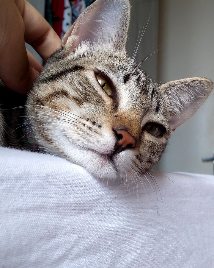 Maju