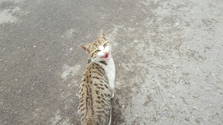 cat