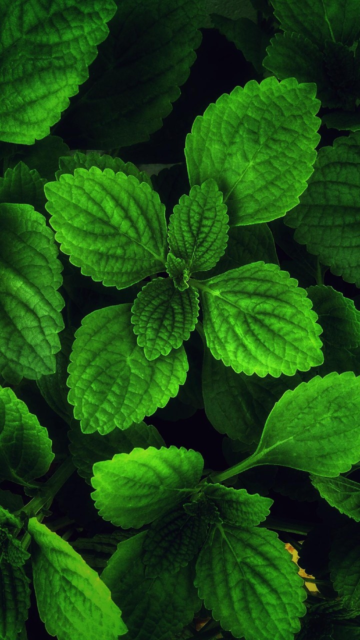 leaf