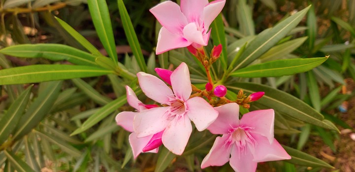 pink flowers