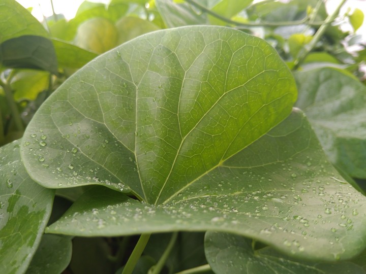 Leaf And Drops