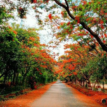 Automn In India
