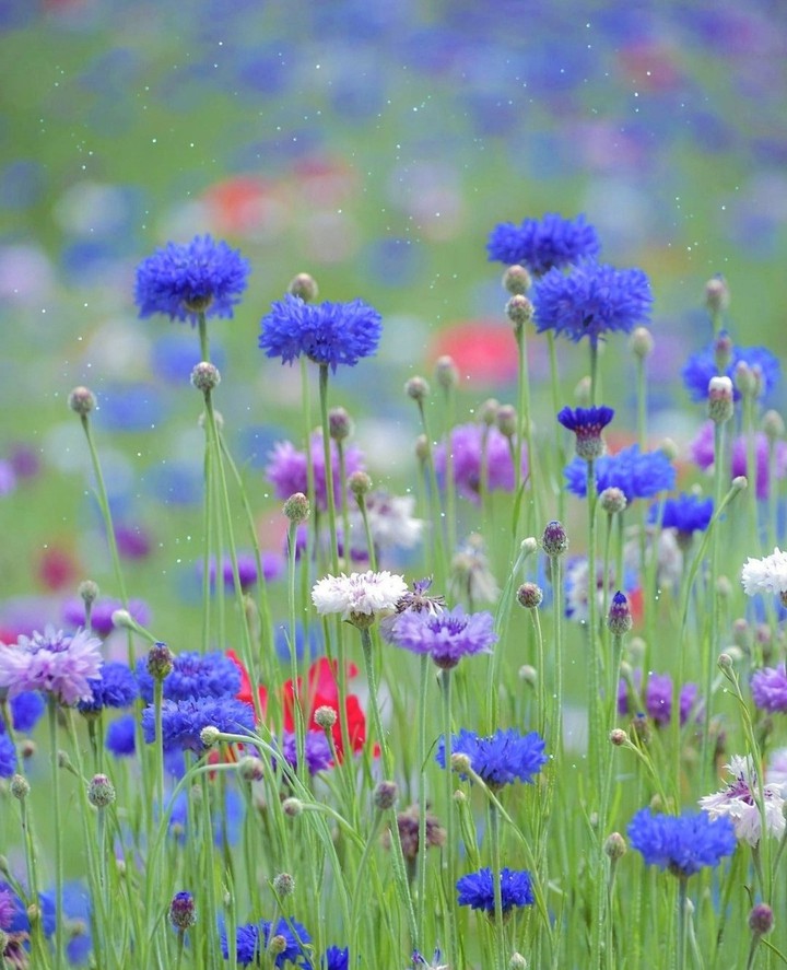 in the meadow...