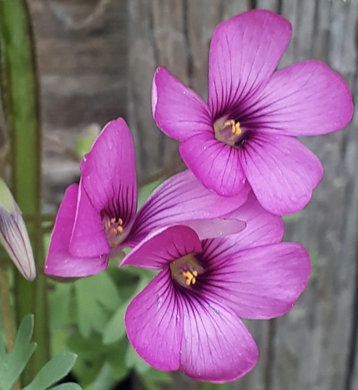 шпалери petal, closeup