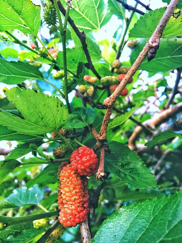 frut