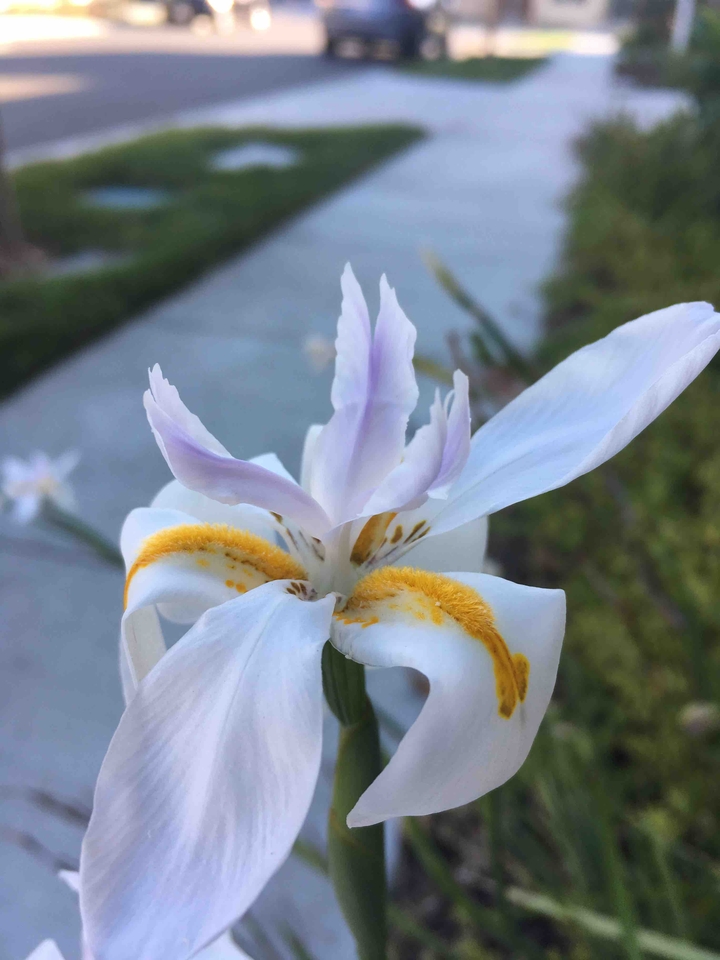 White Flower