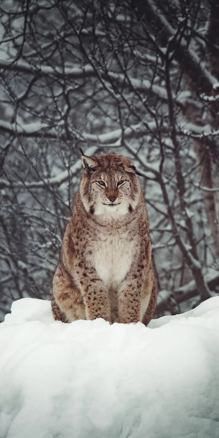 lynx