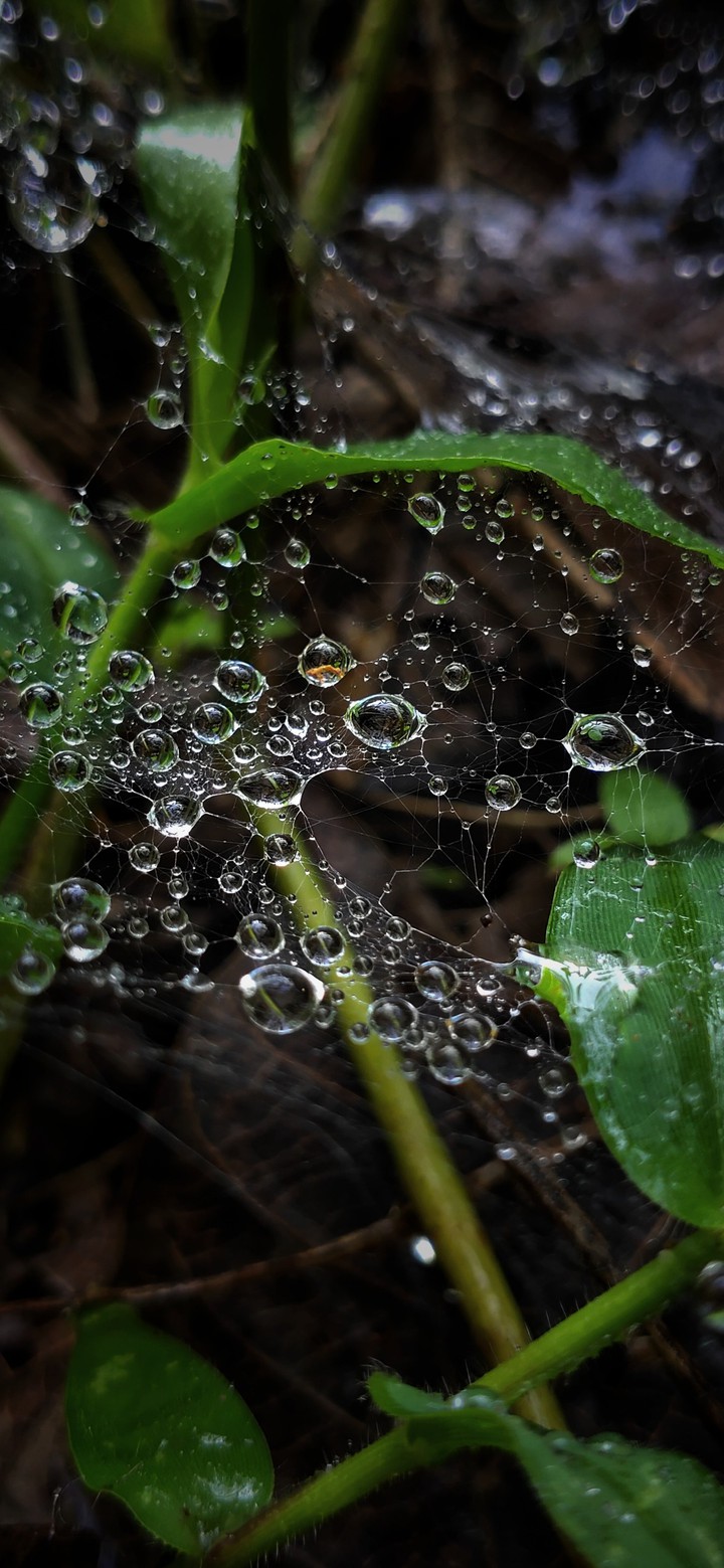 water on spider web