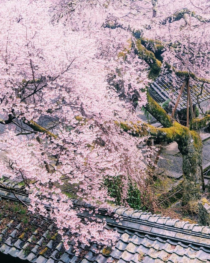 Sakura. Japan