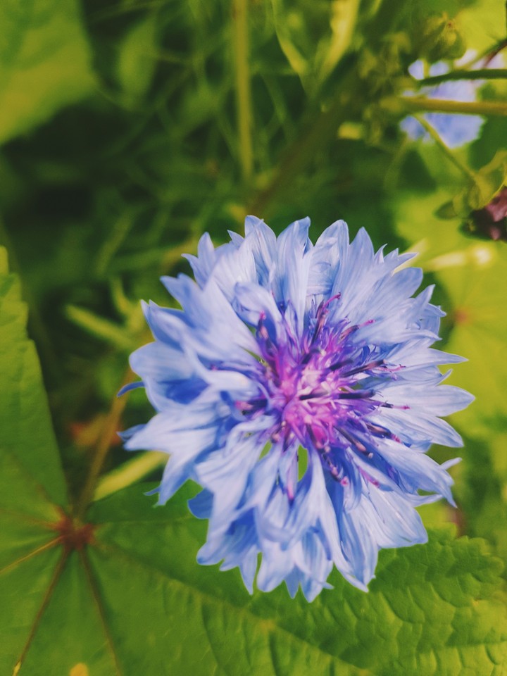 Flower Power
