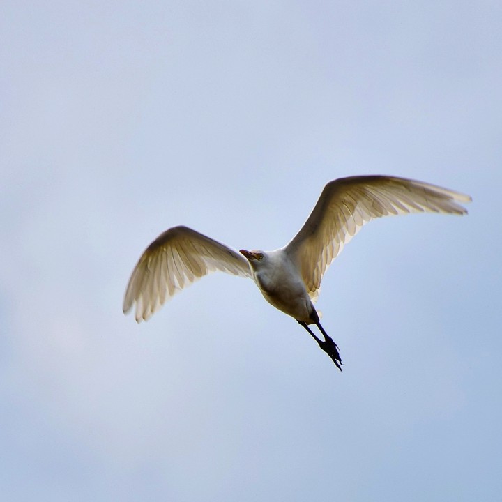 flight