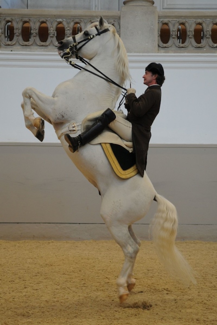 Horses