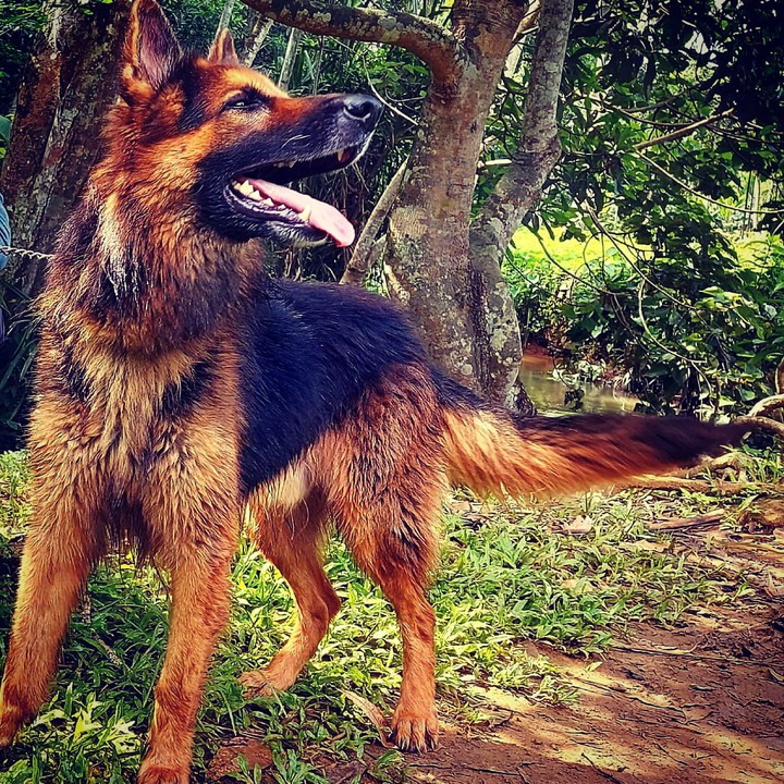 GSD