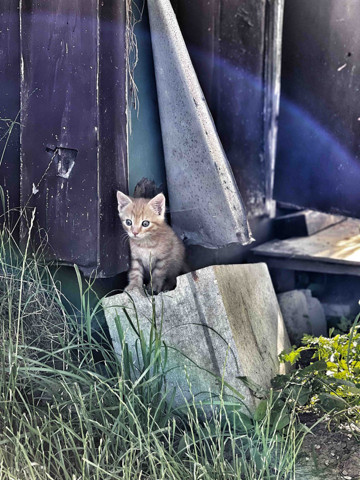 kotě