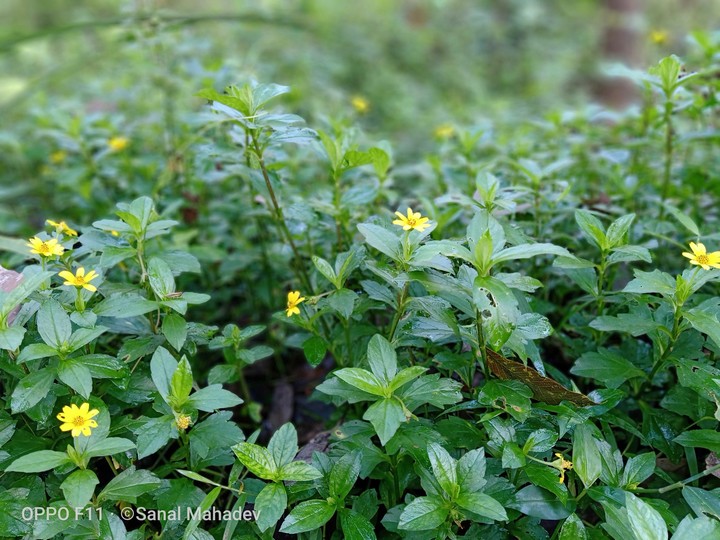 flower of kasaragodu