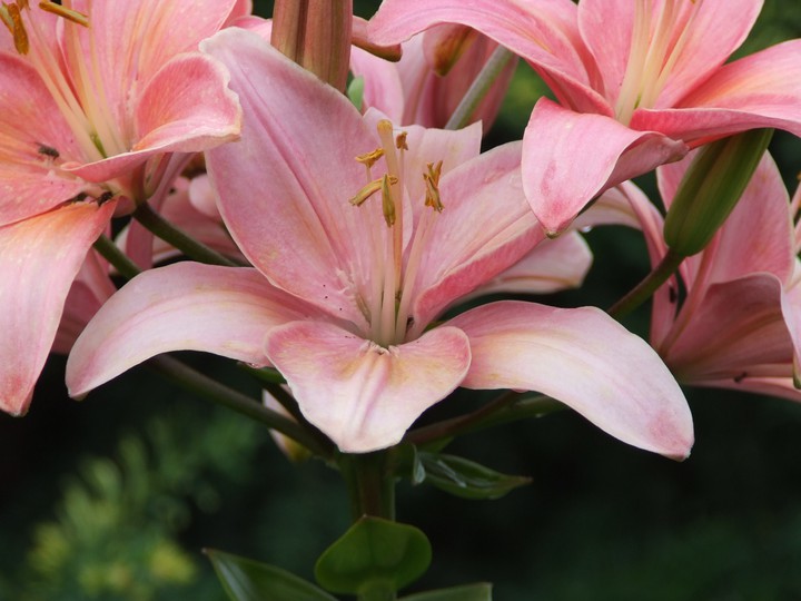 Cute flawer