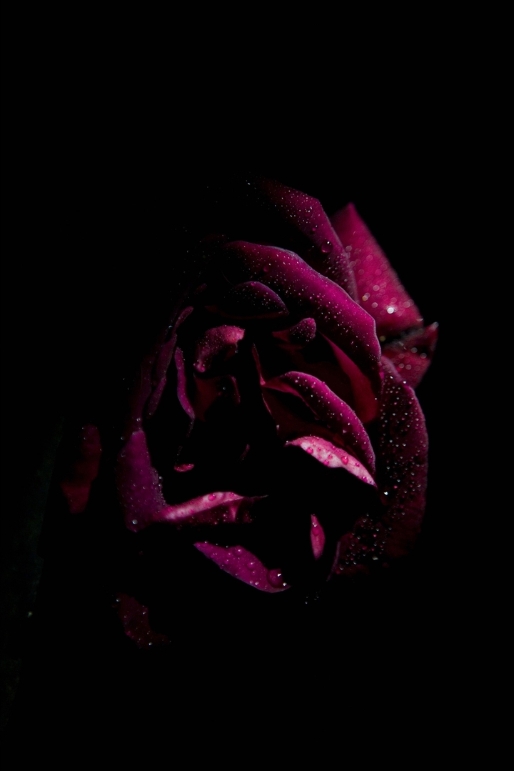 °~•♤♡♤•~°