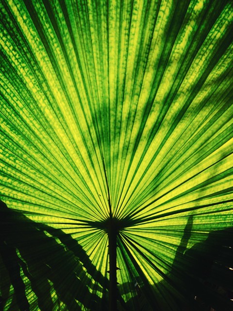 Leaf