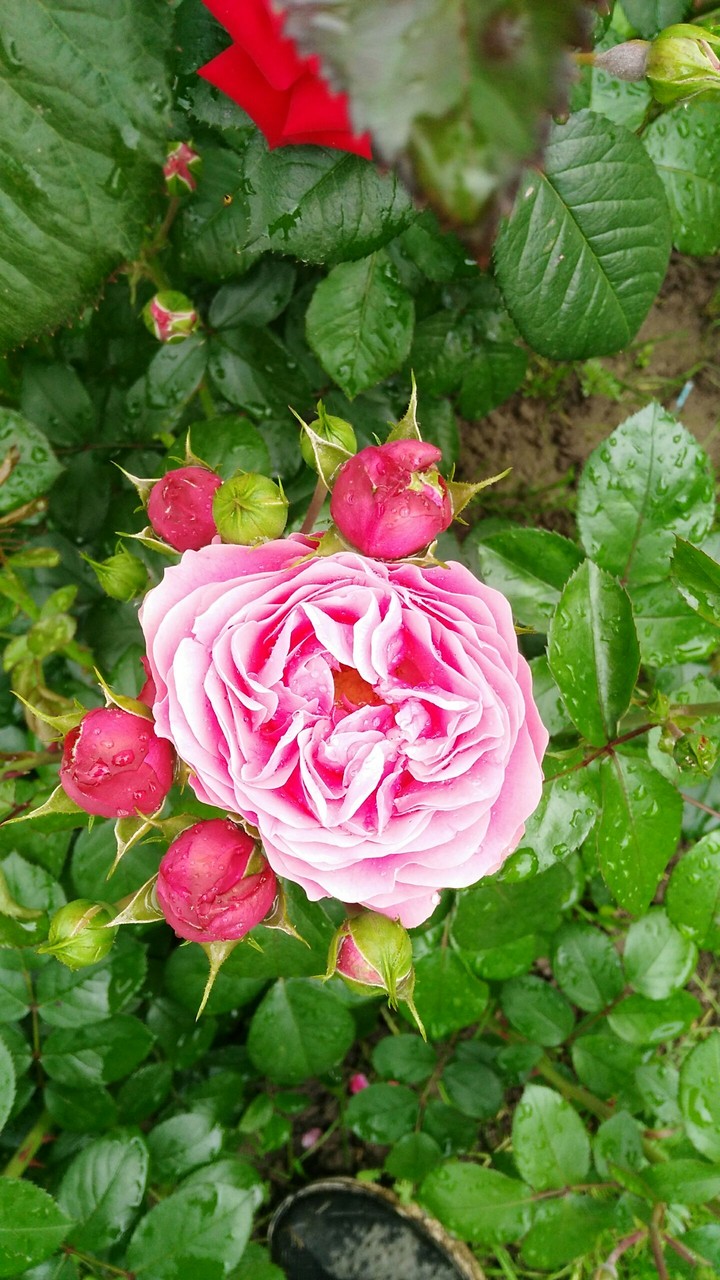 rose