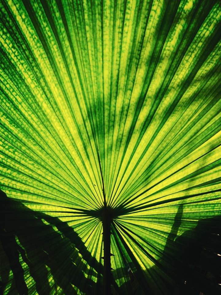 Leaf