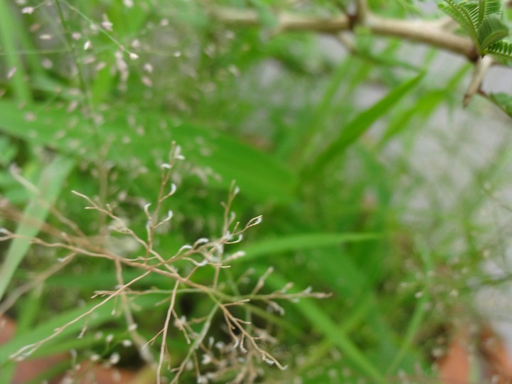 Herbs