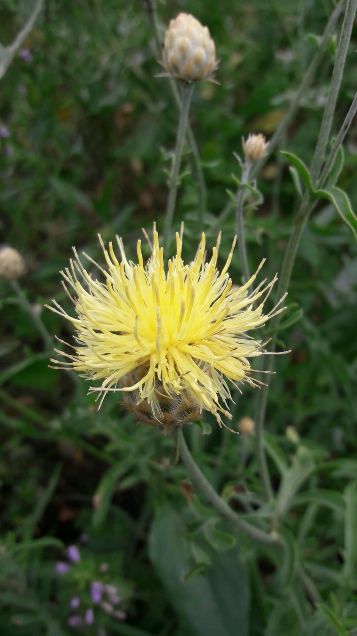 Wildflowers