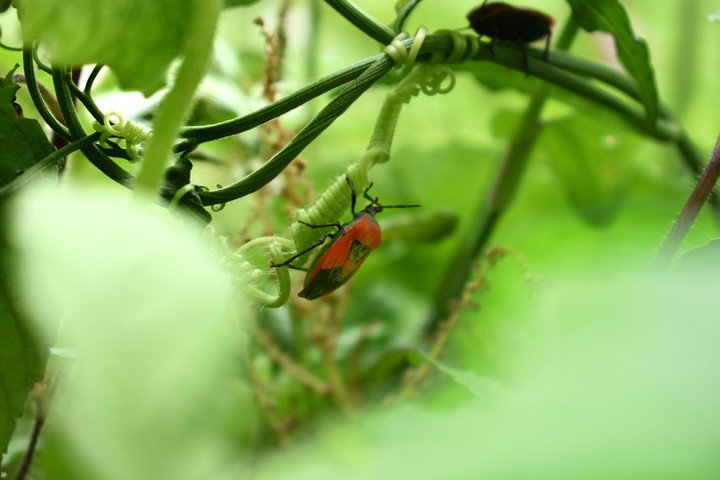 micro photo... insect