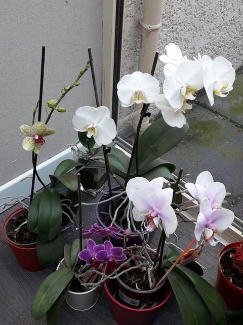 orchidées