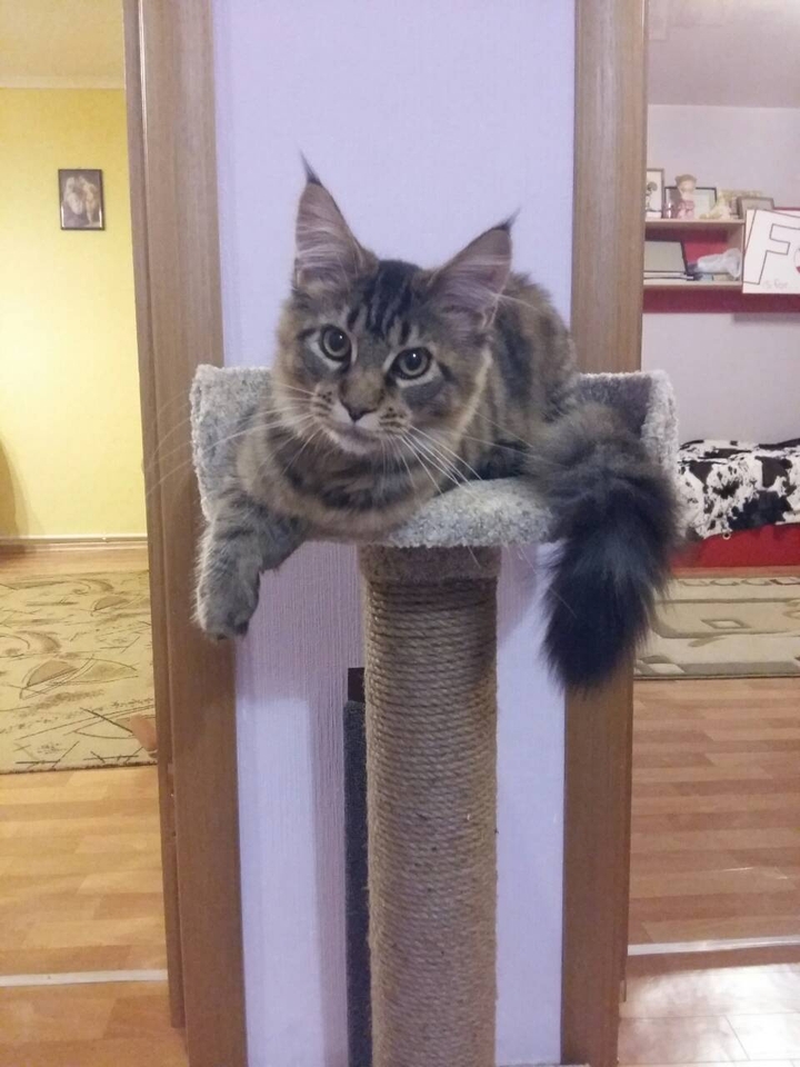 кошка