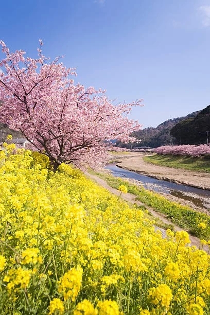 rapeseed blossoms & cherry blossoms