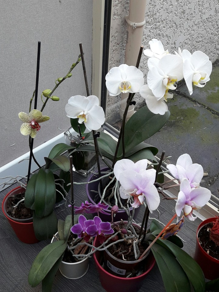 orchidées