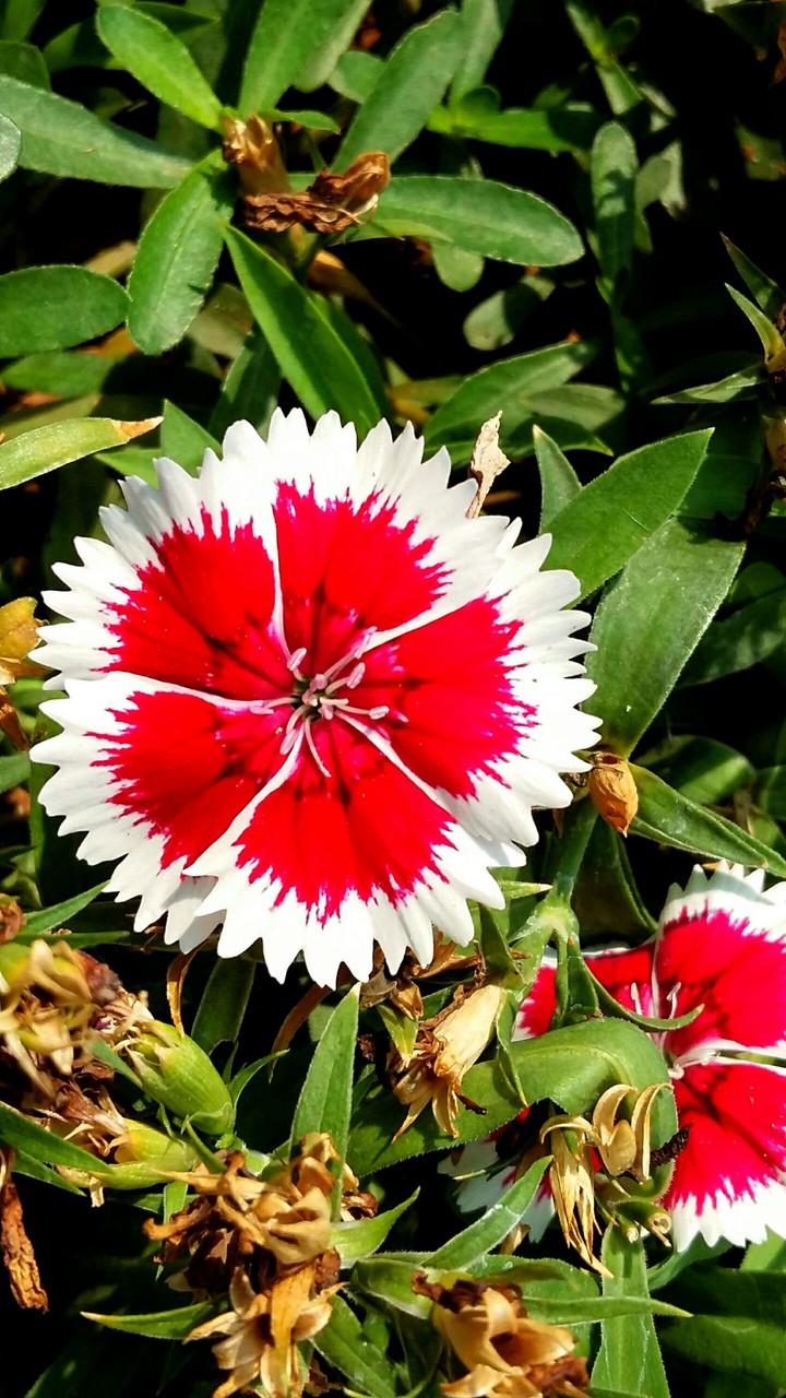 Red❤