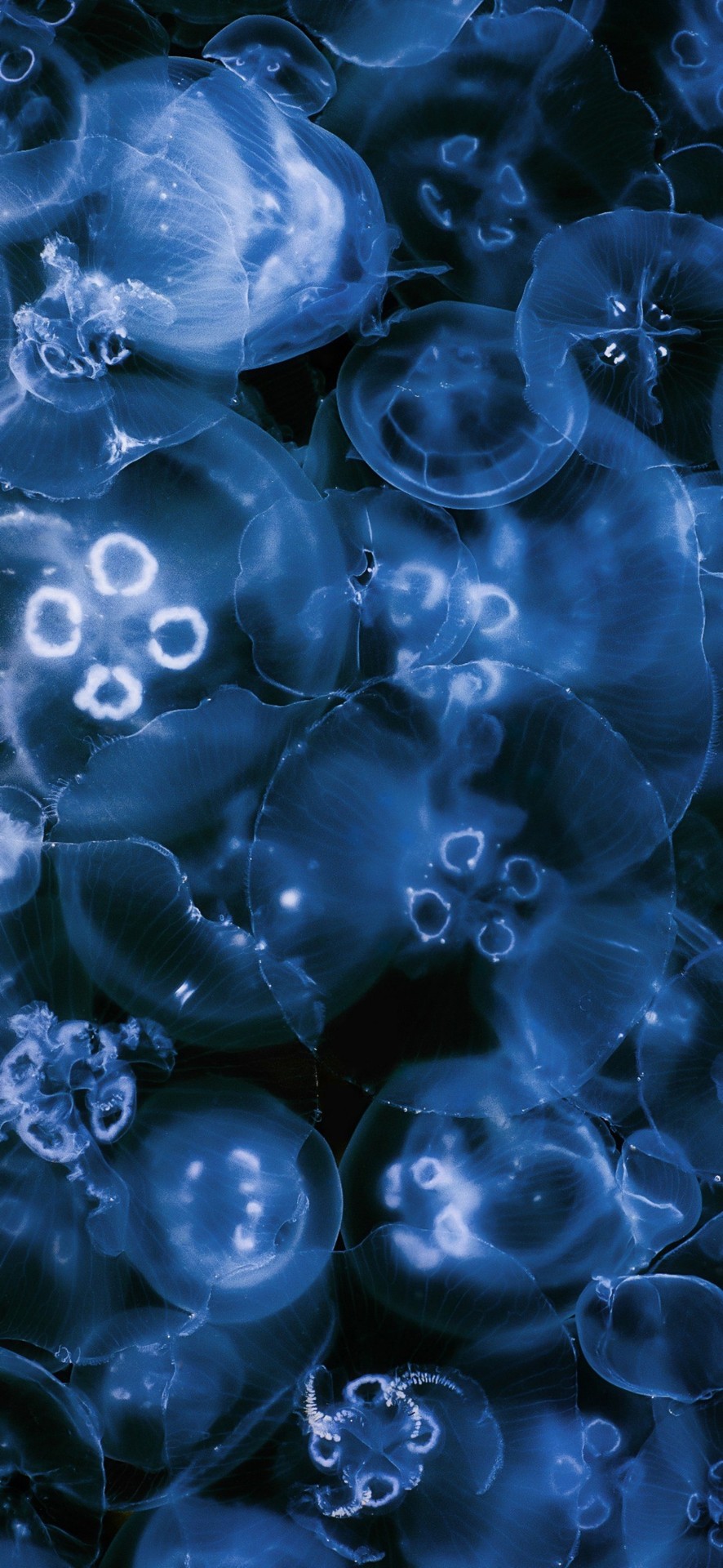 fondos de pantalla Science, cnidaria