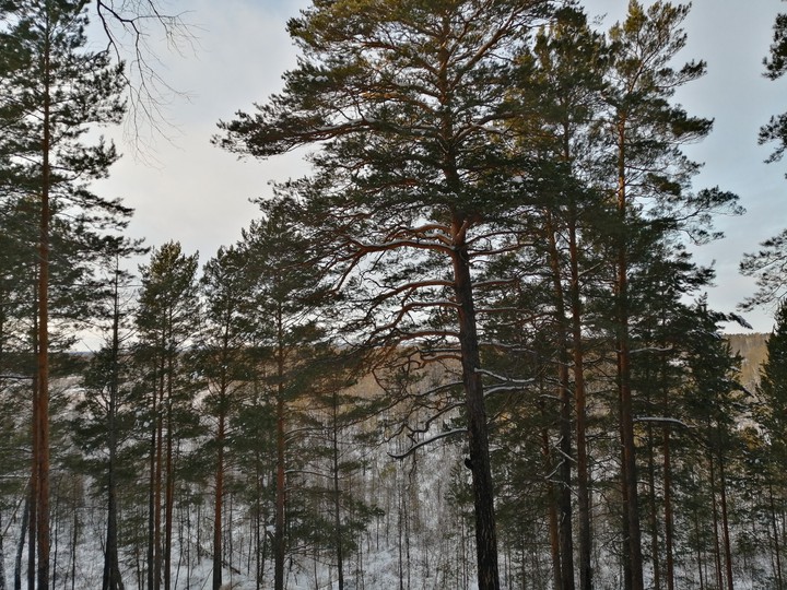 Winter forest