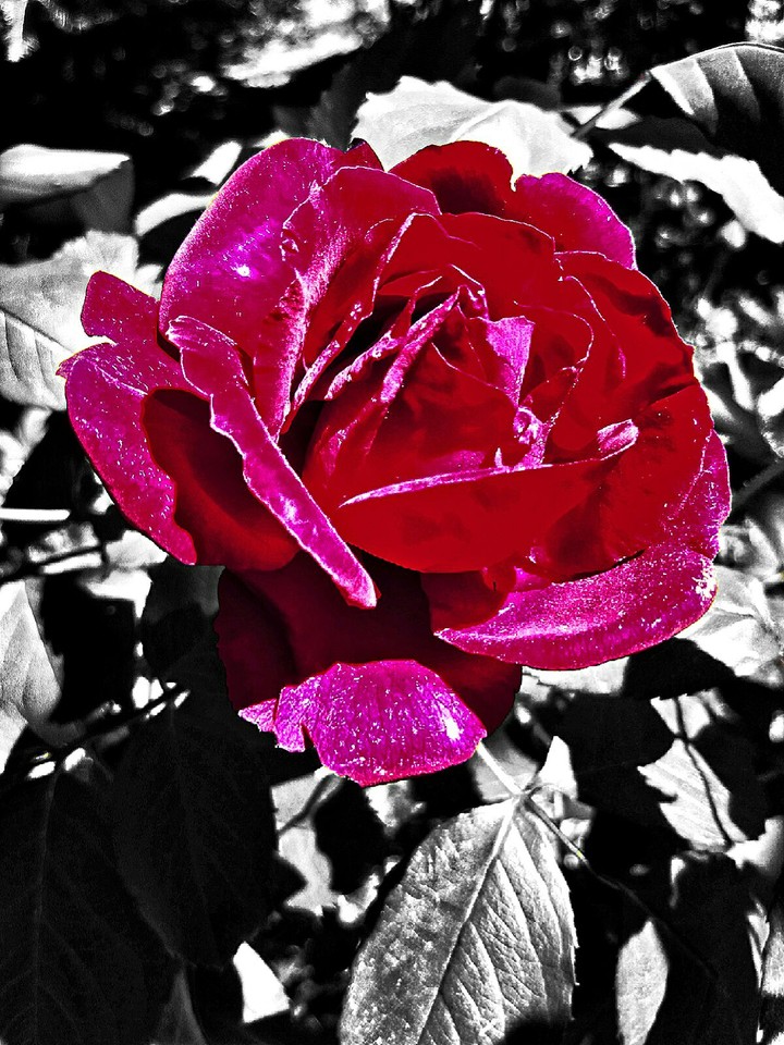 rose